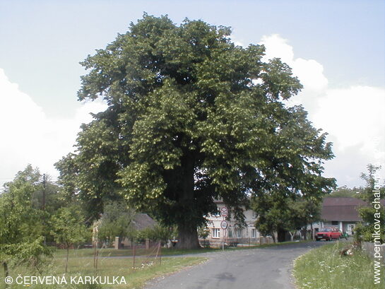 Památná lípa